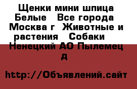 Щенки мини шпица Белые - Все города, Москва г. Животные и растения » Собаки   . Ненецкий АО,Пылемец д.